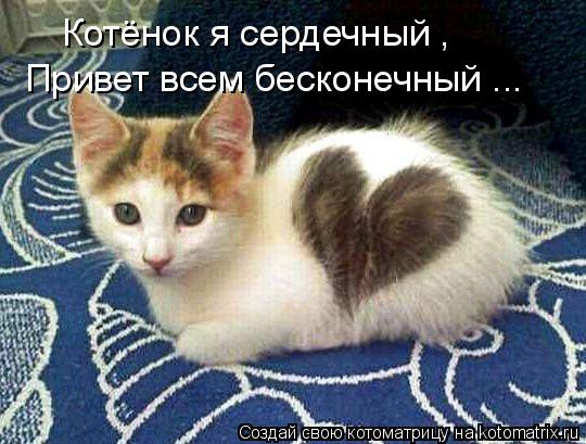 Котёнок я сердечный , Привет всем бесконечный ...... Котоматрица: Котёнок я сердечный , Привет всем бесконечный ...