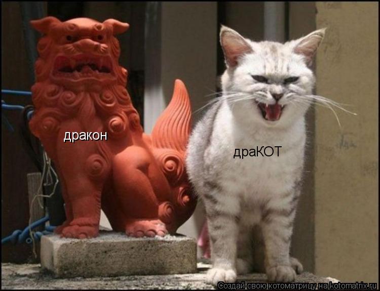 дракон драКОТ... Котоматрица: дракон драКОТ