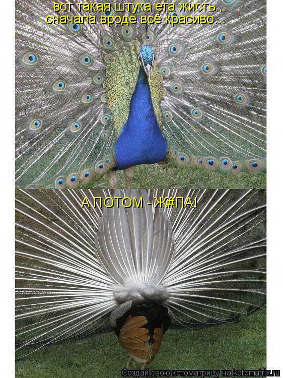 вот такая штука ета жисть... сначала вроде всё красиво... А ПОТОМ - Ж#ПА!... Котоматрица: вот такая штука ета жисть... сначала вроде всё красиво... А ПОТОМ - Ж#ПА!