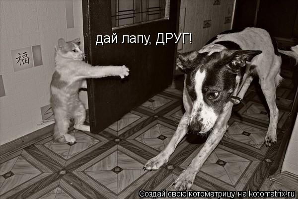 дай лапу, ДРУГ!... Котоматрица: дай лапу, ДРУГ!