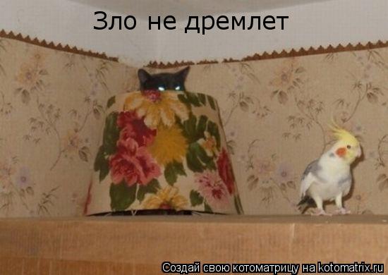 Зло не дремлет... Котоматрица: Зло не дремлет