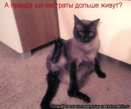 А правда шо кастраты дольше живут?... Котоматрица: А правда шо кастраты дольше живут?
