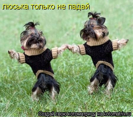 люська только не падай... Котоматрица: люська только не падай