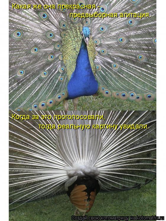 Какая же она прекрасная - предвыборная агитация. Когда за это проголосовали, тогда реальную картину у... Котоматрица: Какая же она прекрасная - предвыборная агитация. Когда за это проголосовали, тогда реальную картину увидали.