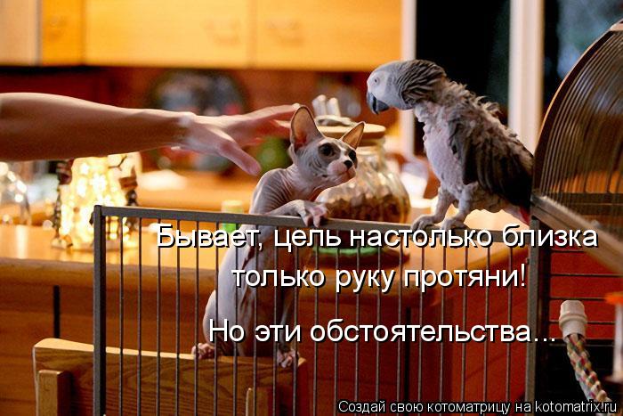 Бывает, цель настолько близка только руку протяни! Но эти обстоятельства...... Котоматрица: Бывает, цель настолько близка только руку протяни! Но эти обстоятельства...