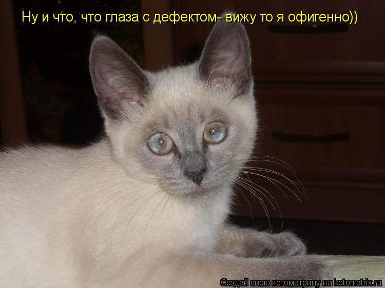 Ну и что, что глаза с дефектом- вижу то я офигенно))... Котоматрица: Ну и что, что глаза с дефектом- вижу то я офигенно))