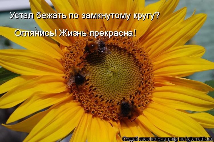 Устал бежать по замкнутому кругу? Оглянись! Жизнь прекрасна!... Котоматрица: Устал бежать по замкнутому кругу? Оглянись! Жизнь прекрасна!