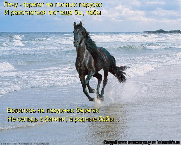 Лечу - фрегат на полных парусах. И разогнаться мог еще бы, кабы Водились на лазурных берегах, Не сель... Котоматрица: Лечу - фрегат на полных парусах. И разогнаться мог еще бы, кабы Водились на лазурных берегах, Не сельдь в бикини, а родные бабы...