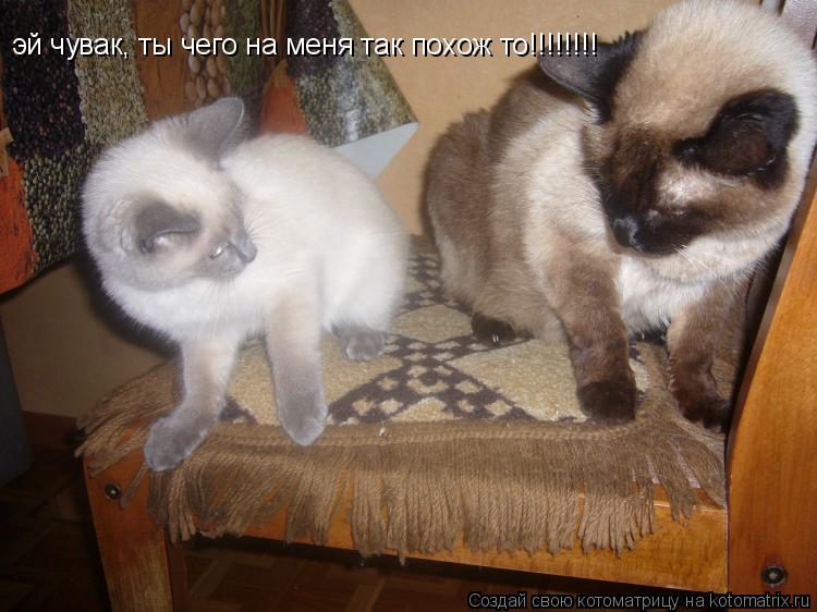 эй чувак, ты чего на меня так похож то!!!!!!!!... Котоматрица: эй чувак, ты чего на меня так похож то!!!!!!!!