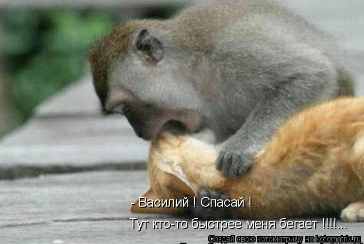 - Василий ! Спасай ! Тут кто-то быстрее меня бегает !!!!...... Котоматрица: - Василий ! Спасай ! Тут кто-то быстрее меня бегает !!!!...