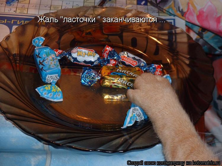 Жаль "ласточки " заканчиваются ...... Котоматрица: Жаль "ласточки " заканчиваются ...