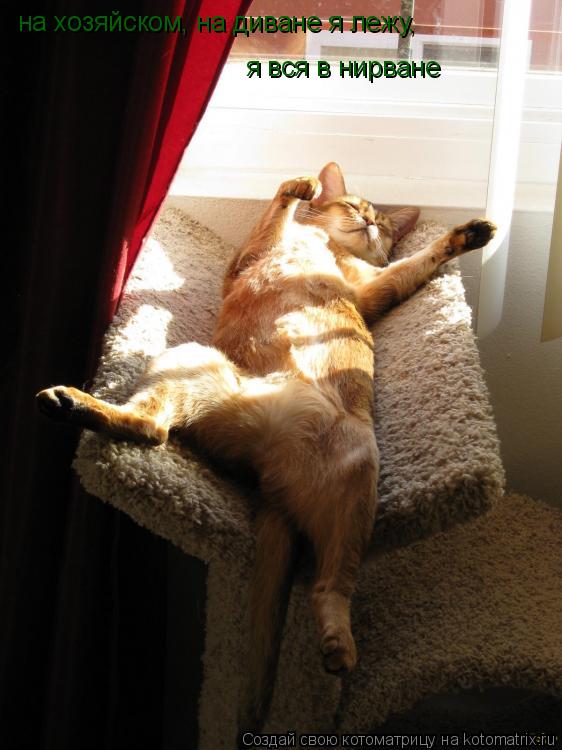 на хозяйском, на диване я лежу, я вся в нирване... Котоматрица: на хозяйском, на диване я лежу, я вся в нирване