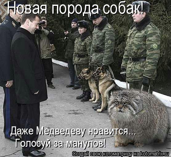 Новая порода собак! Даже Медведеву нравится... Голосуй за манулов!... Котоматрица: Новая порода собак! Даже Медведеву нравится... Голосуй за манулов!