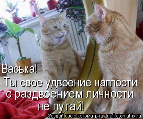 Васька! Ты свое удвоение наглости с раздвоением личности не путай!... Котоматрица: Васька! Ты свое удвоение наглости с раздвоением личности не путай!
