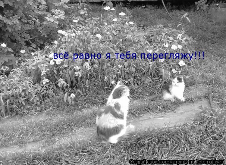 всё равно я тебя перегляжу!!!... Котоматрица: всё равно я тебя перегляжу!!!