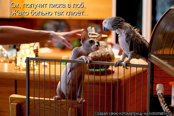 Ох, получит киска в лоб, Жако больно так клюёт...... Котоматрица: Ох, получит киска в лоб, Жако больно так клюёт...