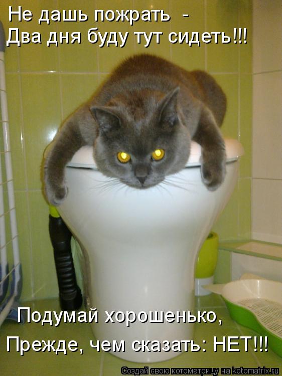 Не дашь пожрать - Два дня буду тут сидеть!!! Подумай хорошенько, Прежде, чем сказать: НЕТ!!!... Котоматрица: Не дашь пожрать - Два дня буду тут сидеть!!! Подумай хорошенько, Прежде, чем сказать: НЕТ!!!