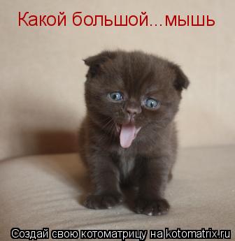 Какой большой...мышь... Котоматрица: Какой большой...мышь