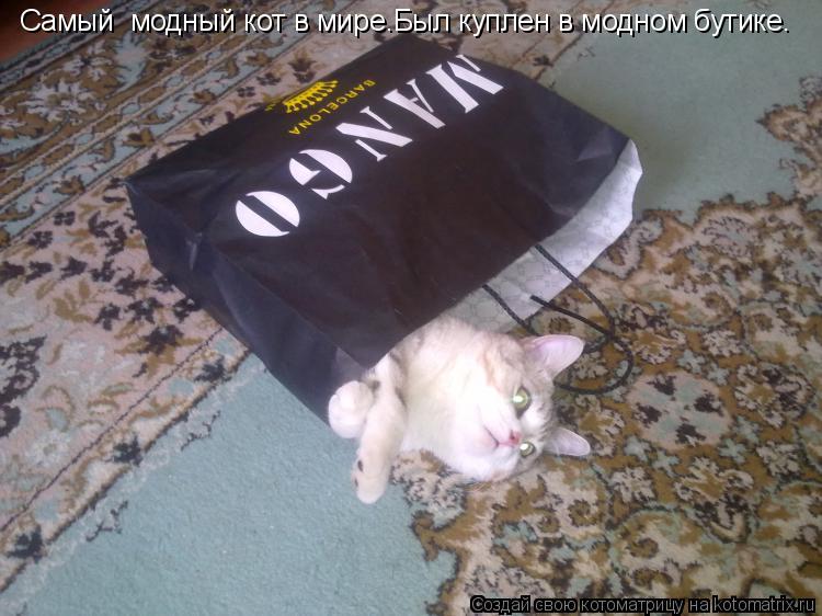 Котоматрица: Самый  модный кот в мире.Был куплен в модном бутике.