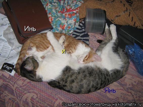 Котоматрица: Инь  и Янь