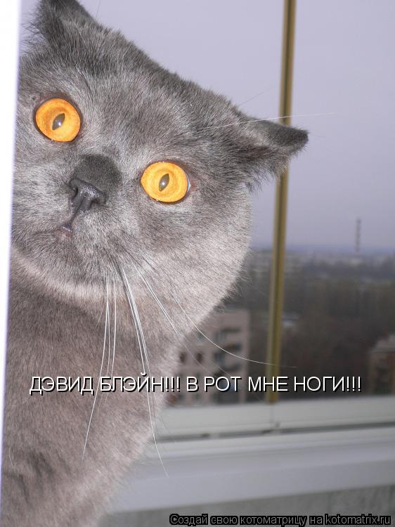 Котоматрица: ДЭВИД БЛЭЙН!!! В РОТ МНЕ НОГИ!!!