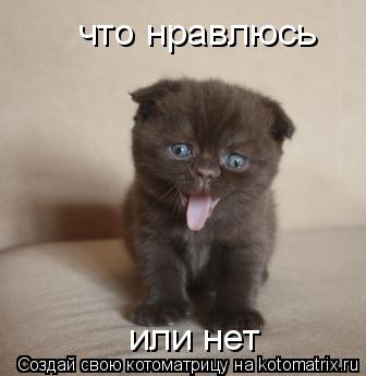 что нравлюсь или нет... Котоматрица: что нравлюсь или нет