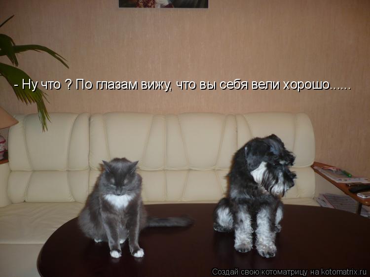 - Ну что ? По глазам вижу, что вы себя вели хорошо......... Котоматрица: - Ну что ? По глазам вижу, что вы себя вели хорошо......