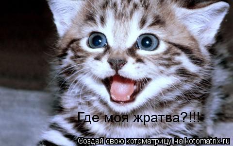 Где моя жратва?!!!... Котоматрица: Где моя жратва?!!!
