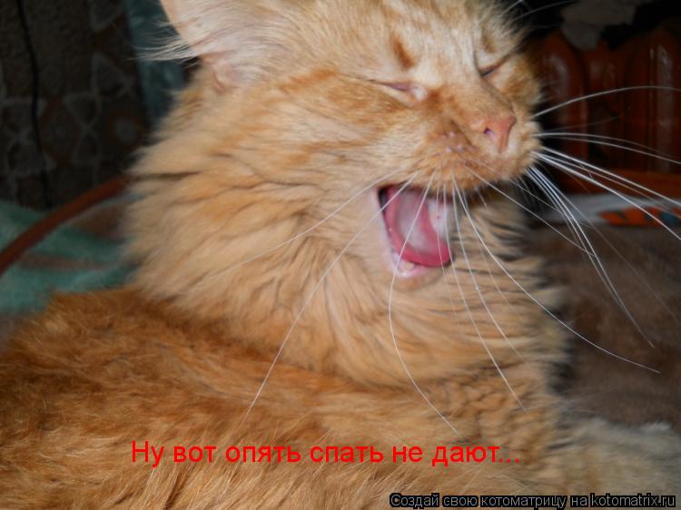 Ну вот опять спать не дают...... Котоматрица: Ну вот опять спать не дают...