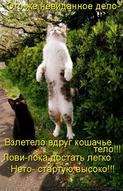 Это же невиданное дело- Взлетело вдруг кошачье тело!!! Лови-пока достать легко Нето- стартую высоко!... Котоматрица: Это же невиданное дело- Взлетело вдруг кошачье тело!!! Лови-пока достать легко Нето- стартую высоко!!!
