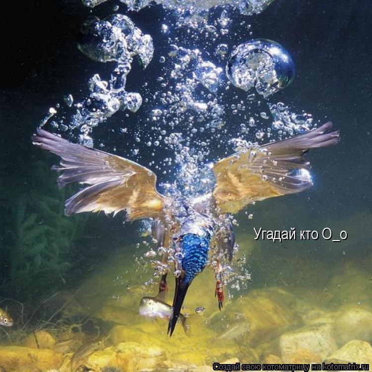 Угадай кто О_о... Котоматрица: Угадай кто О_о