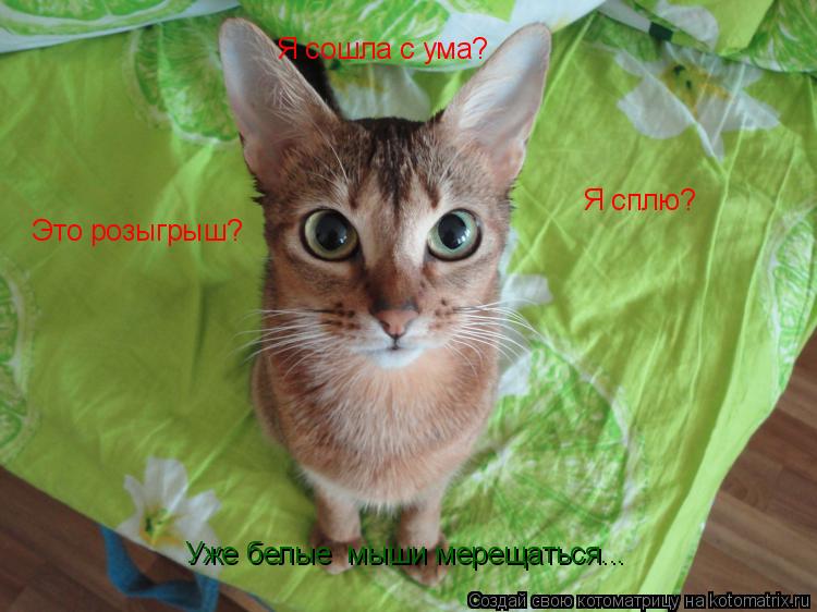 Я сошла с ума? Я сплю? Это розыгрыш? Уже белые мыши мерещаться...... Котоматрица: Я сошла с ума? Я сплю? Это розыгрыш? Уже белые мыши мерещаться...