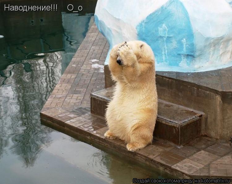 Наводнение!!! О_о... Котоматрица: Наводнение!!! О_о
