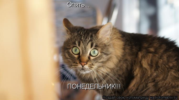 Опять... ПОНЕДЕЛЬНИК!!!... Котоматрица: Опять... ПОНЕДЕЛЬНИК!!!
