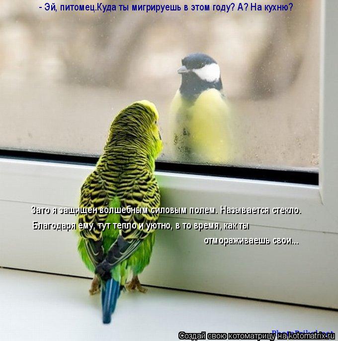- Эй, питомец.Куда ты мигрируешь в этом году? А? На кухню? Зато я защищен волшебным силовым полем. На... Котоматрица: - Эй, питомец.Куда ты мигрируешь в этом году? А? На кухню? Зато я защищен волшебным силовым полем. Называется стекло. Благодаря ему, тут тепло