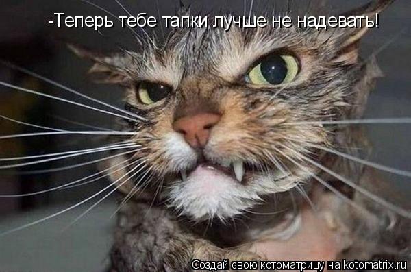 -Теперь тебе тапки лучше не надевать!... Котоматрица: -Теперь тебе тапки лучше не надевать!
