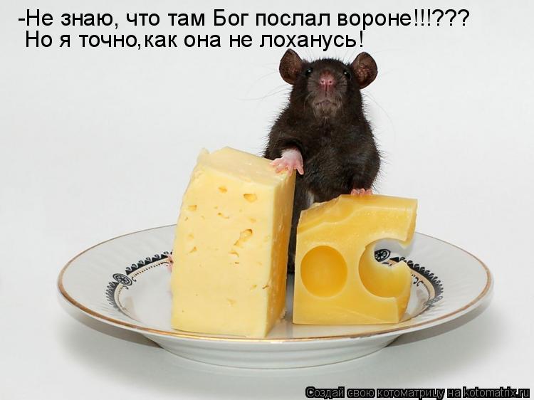 Котоматрица: -Не знаю, что там Бог послал вороне!!!??? Но я точно как она не лоханусь ! ,