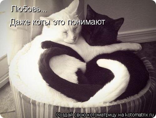 Котоматрица: Любовь... Даже коты это понимают