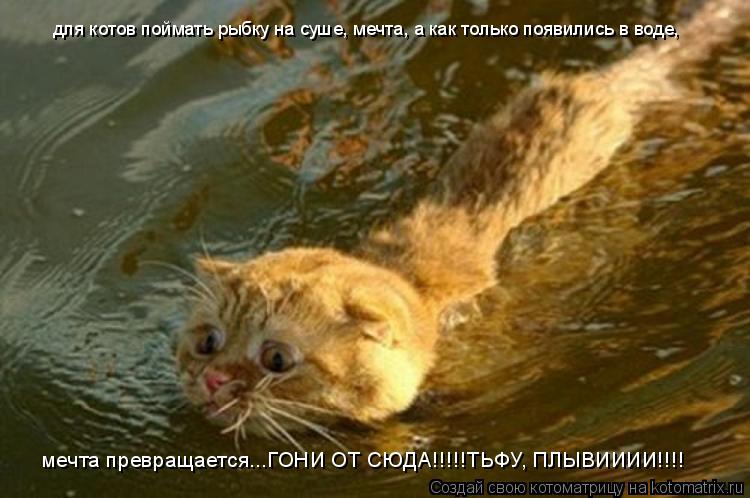 Котоматрица: для котов поймать рыбку на суше, мечта, а как только появились в воде, мечта превращается...ГОНИ ОТ СЮДА!!!!!ТЬФУ, ПЛЫВИИИИ!!!!