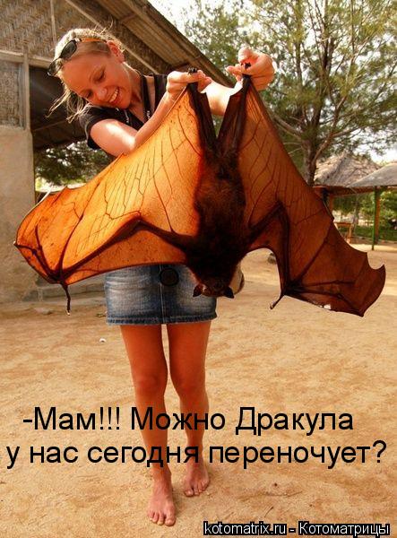Котоматрица: у нас сегодня переночует? -Мам!!! Можно Дракула