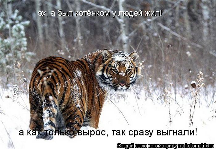 эх, а был котёнком у людей жил! а как только вырос, так сразу выгнали!... Котоматрица: эх, а был котёнком у людей жил! а как только вырос, так сразу выгнали!
