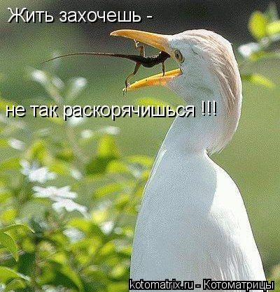 Жить захочешь - не так раскорячишься !!!... Котоматрица: Жить захочешь - не так раскорячишься !!!