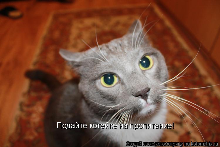Подайте котейке на пропитание!... Котоматрица: Подайте котейке на пропитание!