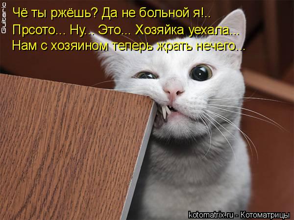 Чё ты ржёшь? Да не больной я!.. Прсото... Ну... Это... Хозяйка уехала... Нам с хозяином теперь жрать ... Котоматрица: Чё ты ржёшь? Да не больной я!.. Прсото... Ну... Это... Хозяйка уехала... Нам с хозяином теперь жрать нечего...
