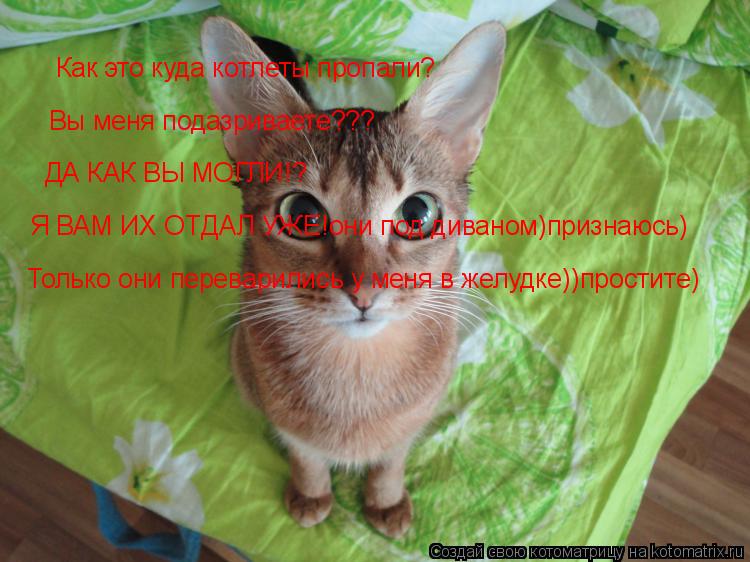 Как это куда котлеты пропали? Вы меня подазриваете??? ДА КАК ВЫ МОГЛИ!? Я ВАМ ИХ ОТДАЛ УЖЕ!они под ди... Котоматрица: Как это куда котлеты пропали? Вы меня подазриваете??? ДА КАК ВЫ МОГЛИ!? Я ВАМ ИХ ОТДАЛ УЖЕ!они под диваном)признаюсь) Только они переварились у