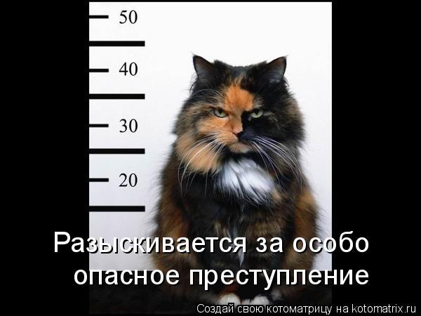 Разыскивается за особо опасное преступление... Котоматрица: Разыскивается за особо опасное преступление