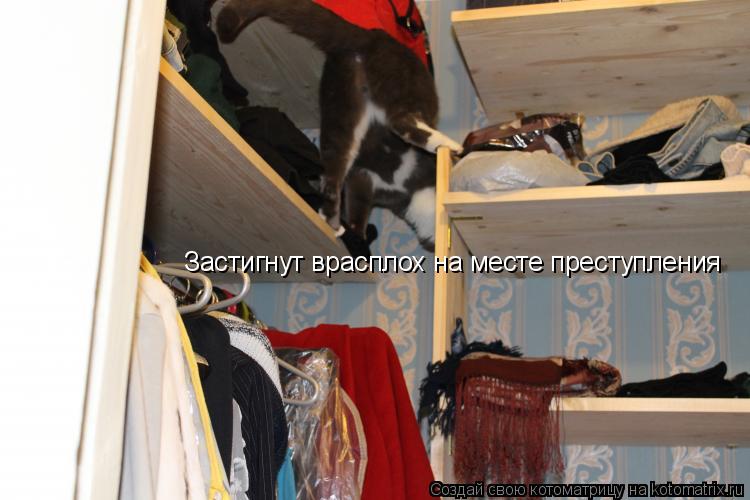 Застигнут врасплох на месте преступления... Котоматрица: Застигнут врасплох на месте преступления