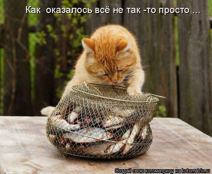 Как оказалось всё не так -то просто ...... Котоматрица: Как оказалось всё не так -то просто ...