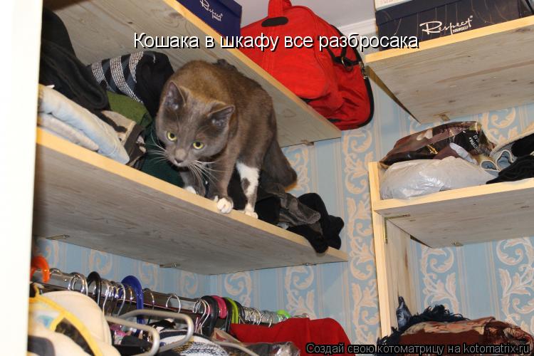 Кошака в шкафу все разбросака... Котоматрица: Кошака в шкафу все разбросака