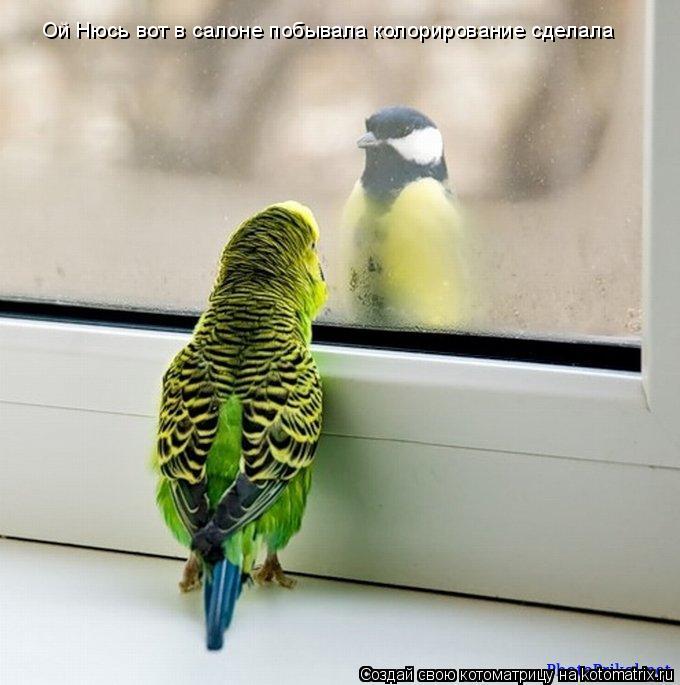 Ой Нюсь вот в салоне побывала колорирование сделала... Котоматрица: Ой Нюсь вот в салоне побывала колорирование сделала